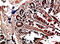 Major Histocompatibility Complex, Class II, DQ Alpha 1 antibody, GTX34049, GeneTex, Immunohistochemistry paraffin image 