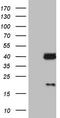 Galectin 9 antibody, TA805650, Origene, Western Blot image 