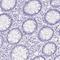 Endoplasmic Reticulum Protein 27 antibody, HPA052851, Atlas Antibodies, Immunohistochemistry paraffin image 
