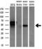 Chimerin 1 antibody, M04240-1, Boster Biological Technology, Western Blot image 