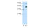 Zinc Finger And BTB Domain Containing 33 antibody, 28-957, ProSci, Western Blot image 
