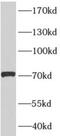 Afamin antibody, FNab00200, FineTest, Western Blot image 