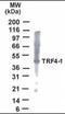 PAPD7 antibody, orb87833, Biorbyt, Western Blot image 