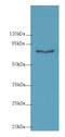 Collagen Beta(1-O)Galactosyltransferase 2 antibody, MBS969041, MyBioSource, Western Blot image 