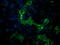 Phosphodiesterase 2A antibody, TA502319, Origene, Immunofluorescence image 