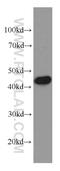 Mitochondrial import inner membrane translocase subunit TIM44 antibody, 66149-1-Ig, Proteintech Group, Western Blot image 