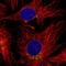 SCL antibody, HPA055760, Atlas Antibodies, Immunofluorescence image 