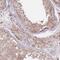 Spermatogenesis Associated 45 antibody, PA5-62092, Invitrogen Antibodies, Immunohistochemistry frozen image 