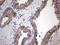 Glycyl-TRNA Synthetase antibody, NBP2-45808, Novus Biologicals, Immunohistochemistry frozen image 