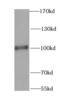 RalA Binding Protein 1 antibody, FNab07095, FineTest, Western Blot image 