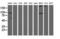 10-formyltetrahydrofolate dehydrogenase antibody, M04615-3, Boster Biological Technology, Western Blot image 