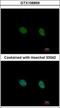 Deleted In Azoospermia 3 antibody, NBP2-16103, Novus Biologicals, Immunofluorescence image 