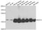 Nudix Hydrolase 2 antibody, abx005233, Abbexa, Western Blot image 