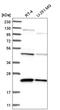 Protein phosphatase 1 regulatory subunit 7 antibody, HPA034501, Atlas Antibodies, Western Blot image 
