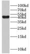 IST1 homolog antibody, FNab04408, FineTest, Western Blot image 