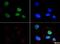 Histone Cluster 2 H3 Family Member D antibody, NB21-1072, Novus Biologicals, Immunofluorescence image 