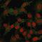 V-Set Domain Containing T Cell Activation Inhibitor 1 antibody, GTX02741, GeneTex, Immunofluorescence image 