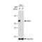 Mitogen-Activated Protein Kinase 1 antibody, GTX00945, GeneTex, Western Blot image 