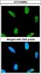 Inositol Polyphosphate Multikinase antibody, GTX104954, GeneTex, Immunofluorescence image 