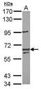 Lin-54 DREAM MuvB Core Complex Component antibody, PA5-31777, Invitrogen Antibodies, Western Blot image 