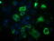 B-cell lymphoma/leukemia 10 antibody, TA502233, Origene, Immunofluorescence image 