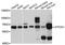 General Transcription Factor IIH Subunit 1 antibody, abx125920, Abbexa, Western Blot image 