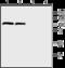 Dipeptidyl Peptidase Like 6 antibody, GTX54792, GeneTex, Immunohistochemistry frozen image 