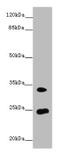 Melanoregulin antibody, A62978-100, Epigentek, Western Blot image 