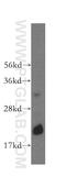 Ribonuclease H2 subunit C antibody, 16518-1-AP, Proteintech Group, Western Blot image 