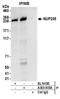 Nucleoporin 205 antibody, A303-935A, Bethyl Labs, Immunoprecipitation image 