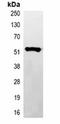 Protein bicaudal D homolog 1 antibody, orb75016, Biorbyt, Immunoprecipitation image 