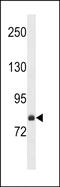 FCH and double SH3 domains protein 2 antibody, PA5-49276, Invitrogen Antibodies, Western Blot image 