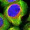 BCL2 Associated Athanogene 3 antibody, HPA020586, Atlas Antibodies, Immunofluorescence image 