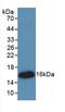 High mobility group protein HMG-I/HMG-Y antibody, LS-C292446, Lifespan Biosciences, Western Blot image 
