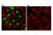 GATA Binding Protein 4 antibody, 36966S, Cell Signaling Technology, Immunocytochemistry image 