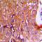 Calnexin antibody, orb213637, Biorbyt, Immunohistochemistry paraffin image 