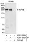 Kinesin Family Member 1B antibody, A301-056A, Bethyl Labs, Immunoprecipitation image 
