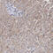 OTU domain-containing protein 1 antibody, HPA038504, Atlas Antibodies, Immunohistochemistry frozen image 