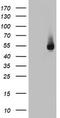 FIC Domain Containing antibody, TA802900S, Origene, Western Blot image 