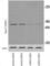 E3 ubiquitin-protein ligase synoviolin antibody, abx025097, Abbexa, Western Blot image 