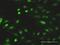 Cbp/P300 Interacting Transactivator With Glu/Asp Rich Carboxy-Terminal Domain 1 antibody, MA5-19360, Invitrogen Antibodies, Immunofluorescence image 