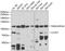 Chloride Voltage-Gated Channel 7 antibody, 22-531, ProSci, Western Blot image 