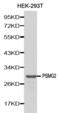 Proteasome Assembly Chaperone 2 antibody, STJ25193, St John