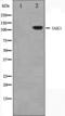 Janus Kinase 1 antibody, TA325581, Origene, Western Blot image 