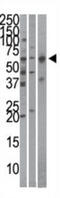Karyopherin Subunit Alpha 4 antibody, abx031156, Abbexa, Western Blot image 