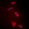 Bile acyl-CoA synthetase antibody, LS-C354152, Lifespan Biosciences, Immunofluorescence image 