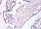 Charged multivesicular body protein 2a antibody, A51805-100, Epigentek, Immunohistochemistry paraffin image 