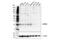 CKLF Like MARVEL Transmembrane Domain Containing 6 antibody, 55829S, Cell Signaling Technology, Western Blot image 