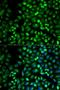 Metabotropic glutamate receptor 3 antibody, LS-C332149, Lifespan Biosciences, Immunofluorescence image 