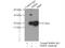 Dihydrofolate Reductase antibody, 15194-1-AP, Proteintech Group, Immunoprecipitation image 